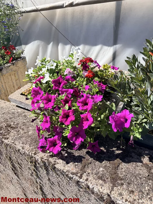 maison fleuris-09072676