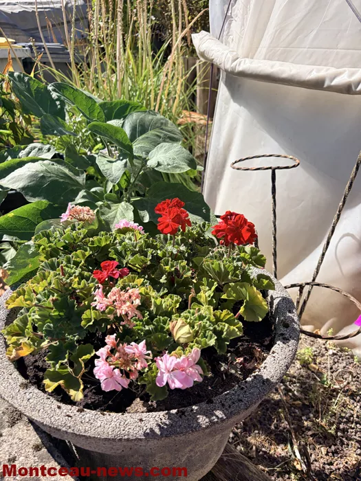 maison fleuris-09072678