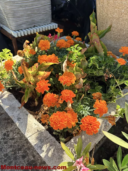 maison fleuris-09072685