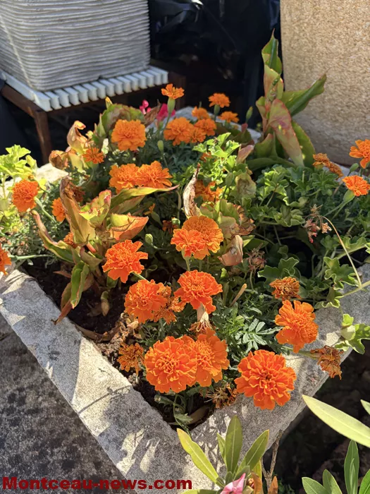maison fleuris-09072686