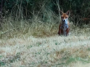 renard-160726