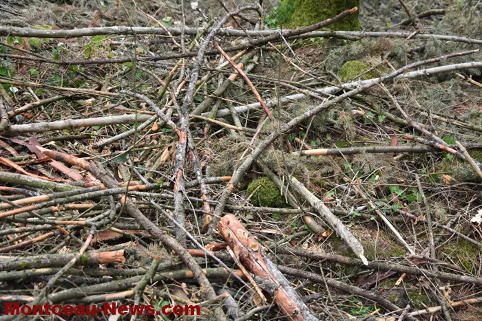 bois-forets-21082610
