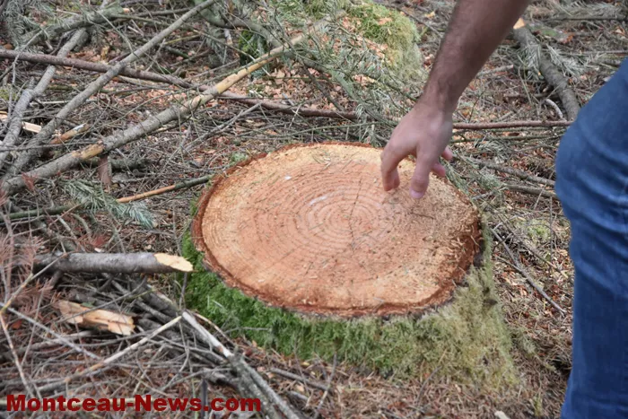 bois-forets-21082614