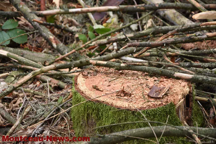 bois-forets-2108269