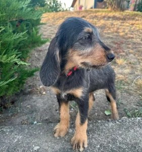 Chien perdu à La Guiche