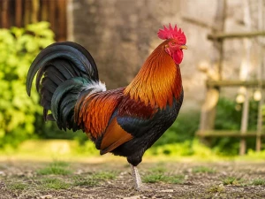 coq-210826