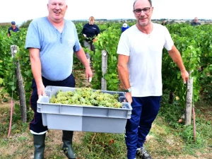 vendanges-sanvignes-3108265