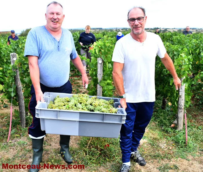 vendanges-sanvignes-3108265