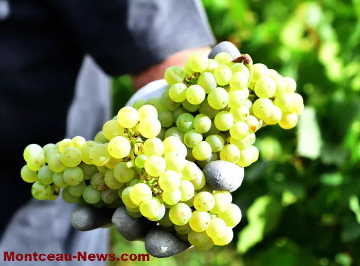 vignes-sanvignes-3108265