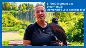 Montceau-les-Mines : rapaces et détonations pour éloigner les étourneaux du centre-ville