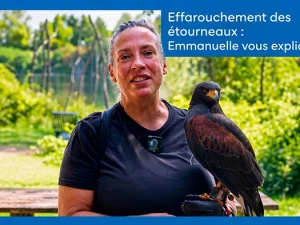 effarouchement-020926