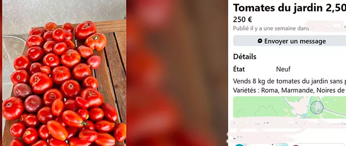 tomate-080926