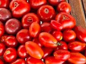 tomate-0809262