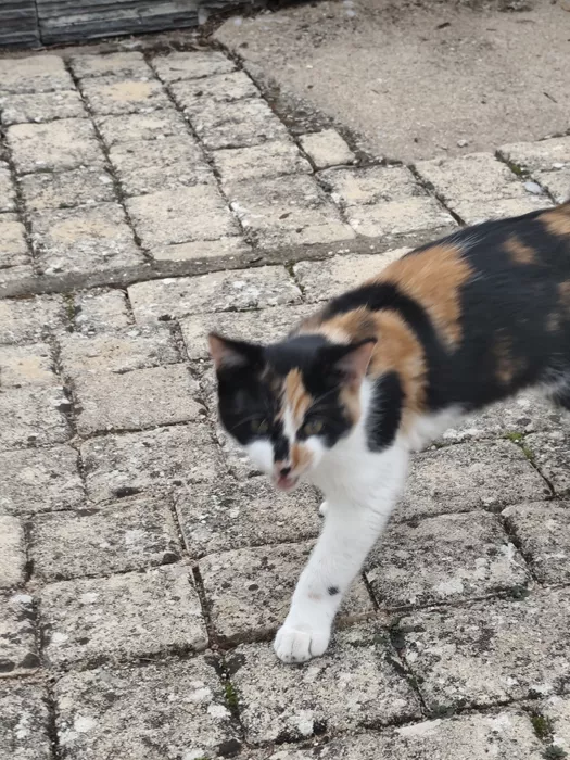 chat-1810262