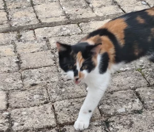 A qui ce chat trouvé à Montceau ?