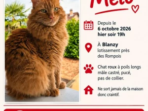 chat-perdu-071026
