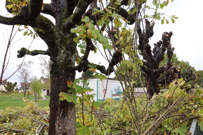 jardin-petit-bois-montceau-2010262