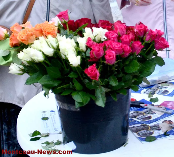 lions-rose-1110265