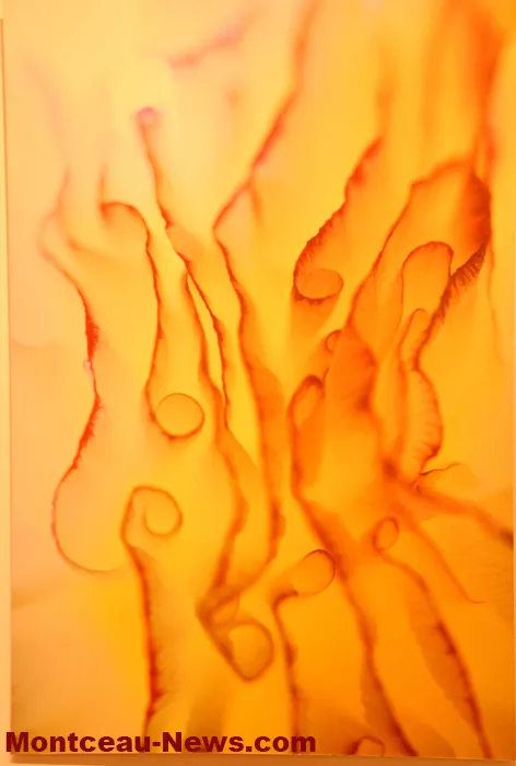 vernissage-herve-negre-2610269